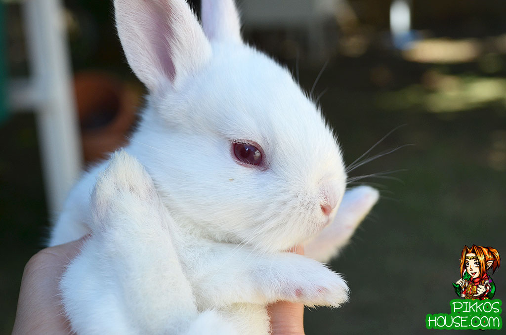 cute baby rabbit photos