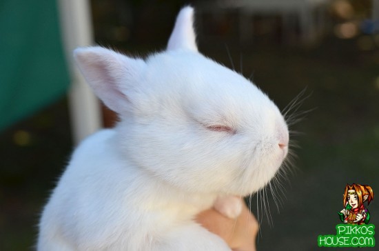 55 Cute Baby Bunny Pictures