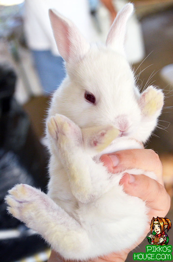 cute fluffy baby bunny